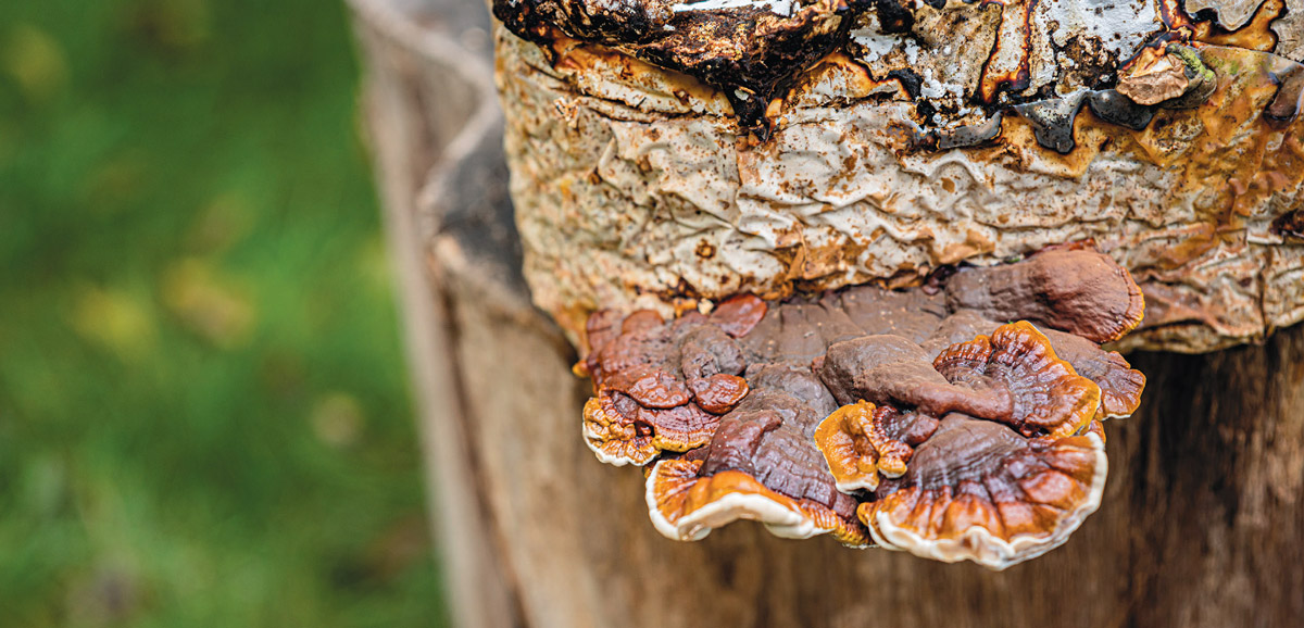 reishi mushrooms from Primordia Mushroom Farm
