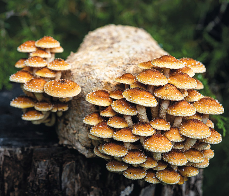 magic of mushrooms