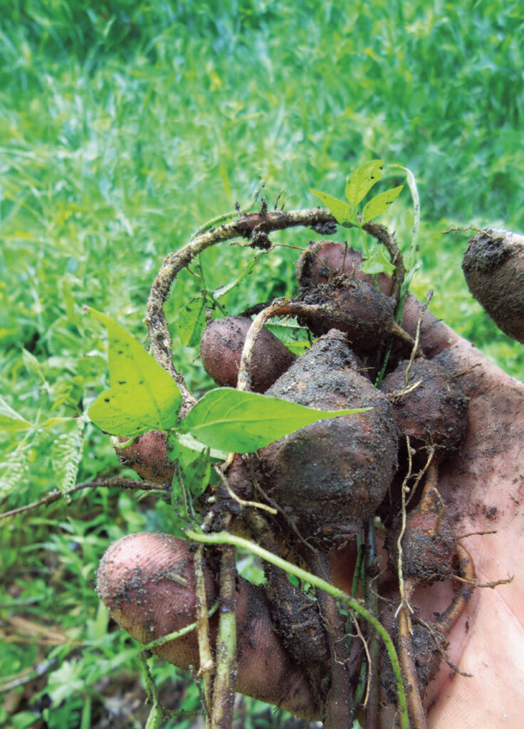 Photo courtesy of Wild Ridge