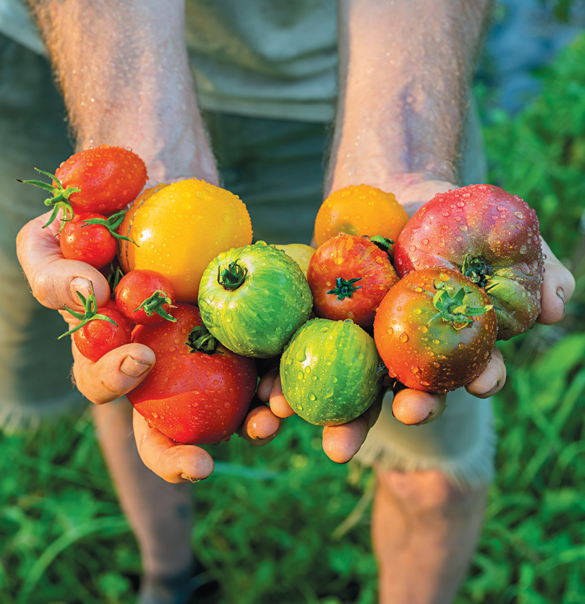 Tomato mania