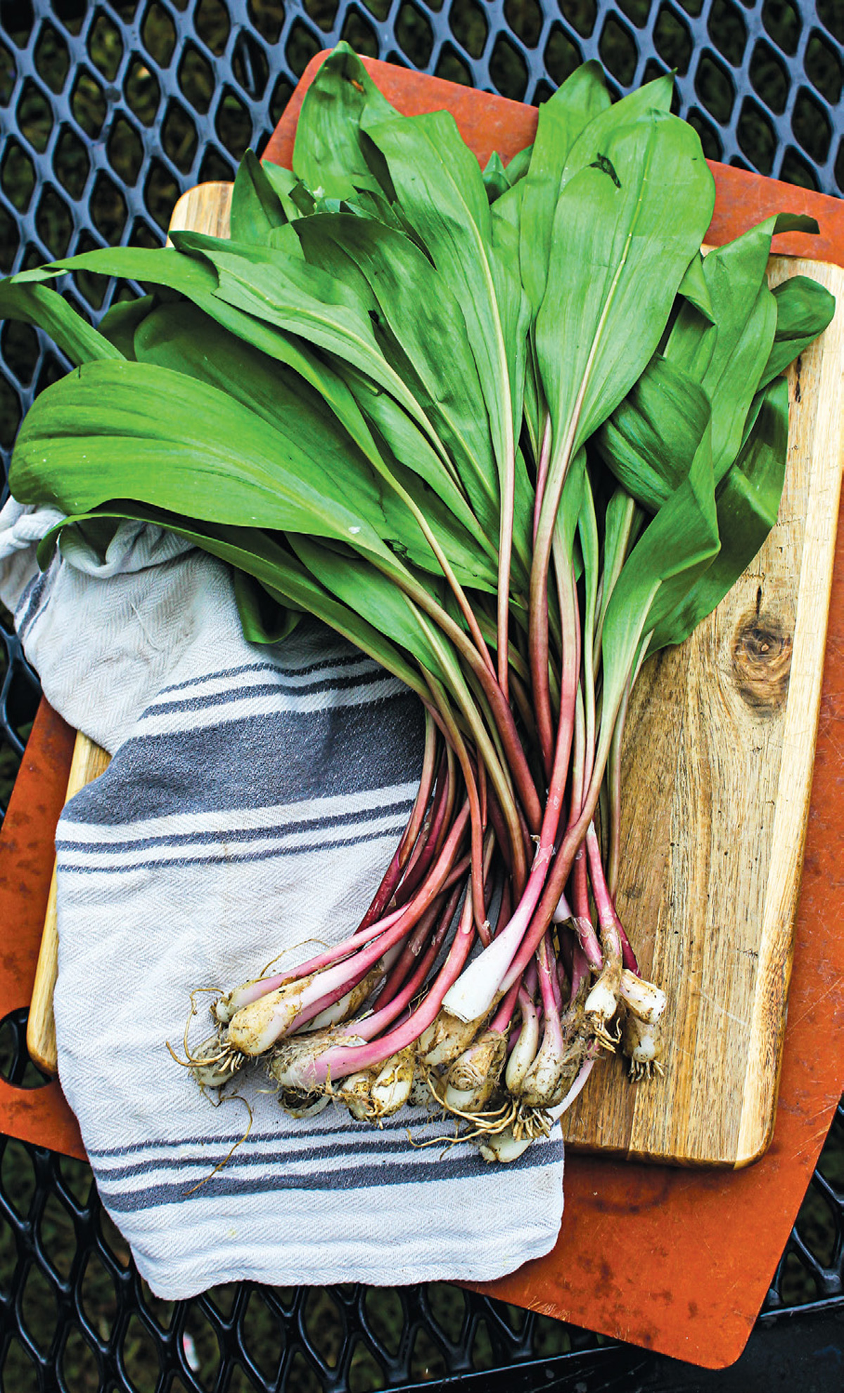 foraged and found