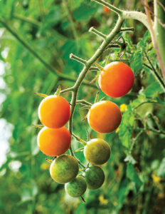 Tim Stark sungold tomatoes