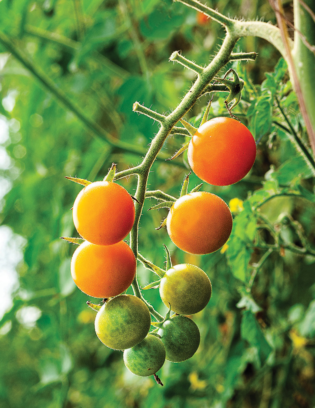 Tim Stark sungold tomatoes
